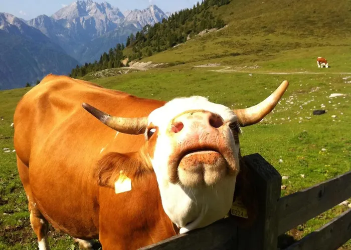 Enzianbrenner 3* Jenig